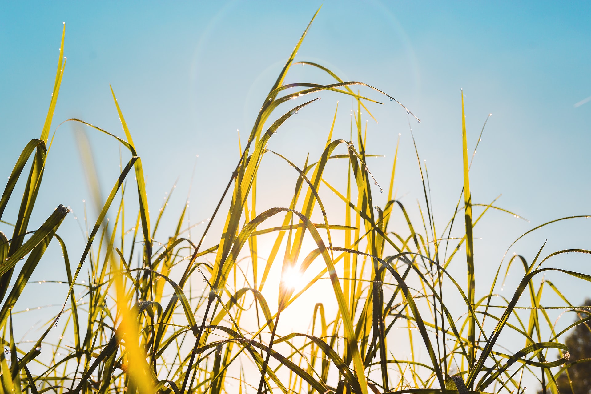 low-angle photography of green grass