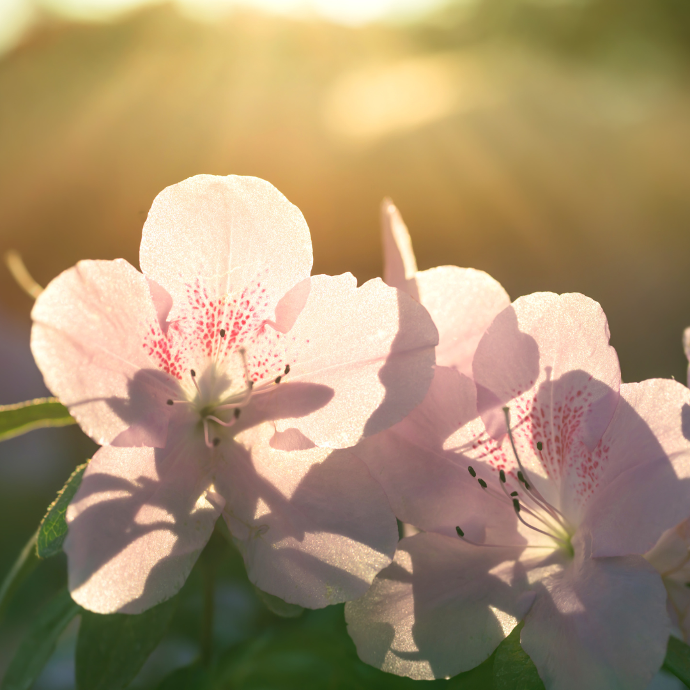 Flores expuestas al sol