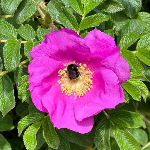 rosa rugosa 